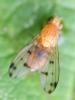 Homoneura sp.